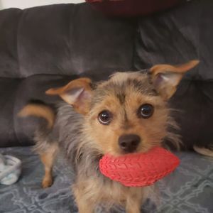 Meet your Posher, Jenny